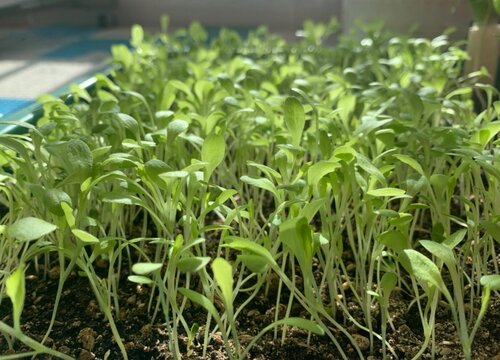 生菜可以水培吗