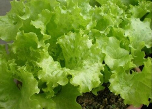 生菜可以水培吗