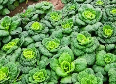 白菜成熟时间 白菜是什么季节成熟的