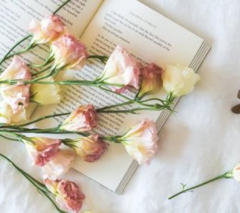 木槿花护肤功效与作用 木槿花的营养价值