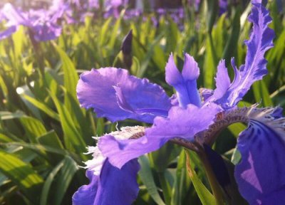 鸢尾花开花时间 鸢尾花怎么养才开花