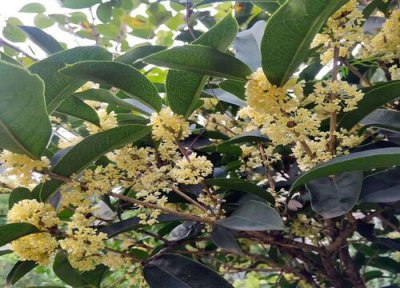 代表九月的花 九月和十月代表什么花