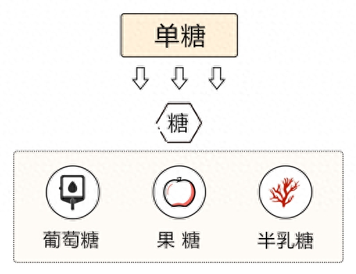碳水是什么意思