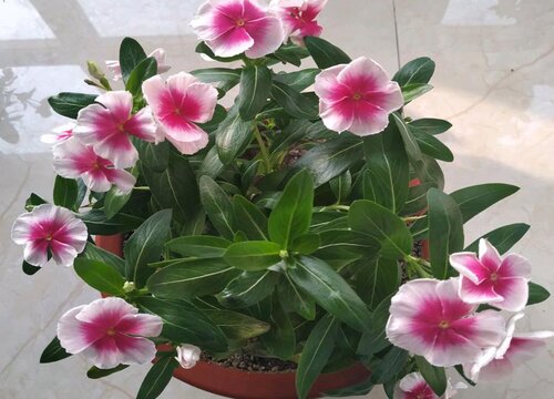 长春花冬季枯萎处理方法