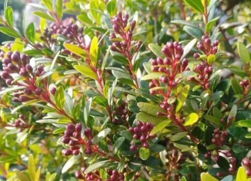 小叶赤楠好养活吗