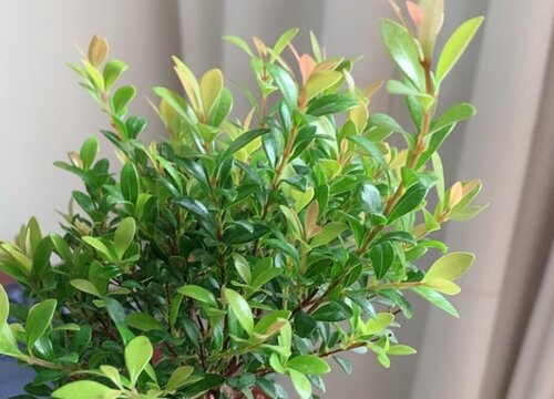 小叶赤楠好养活吗