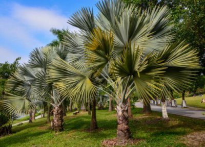 蒲葵属于灌木还是乔木 蒲葵是乔木还是灌木植物