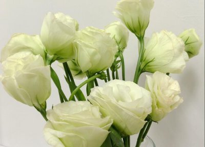 代表伤感的花 寓意伤感的花