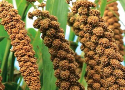 小米去壳方法 小米怎么去壳