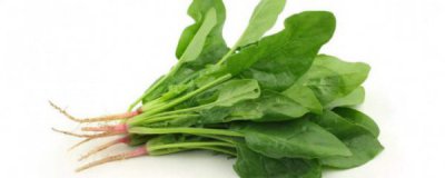 菠菜吃了有好处吗 菠菜吃了有坏处吗