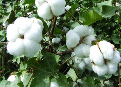 棉花是植物吗 属于锦葵科棉属植物