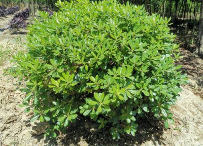 海桐球属于乔木还是灌木 海桐球是乔木还是灌木植物