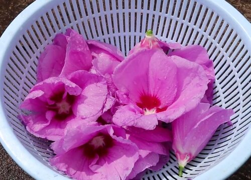木槿花为什么不开花