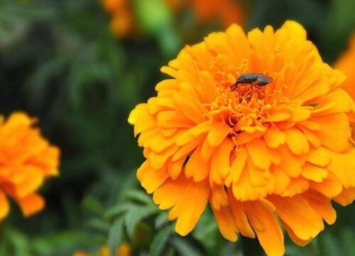万寿菊的花语和寓意