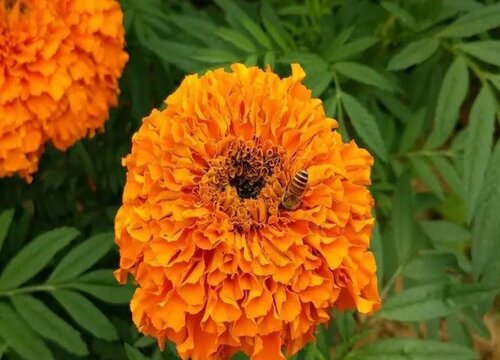 万寿菊的花语和寓意