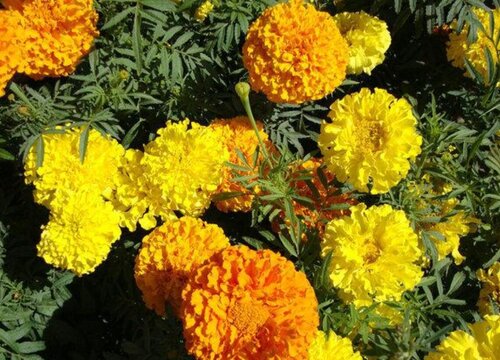 万寿菊的花语和寓意