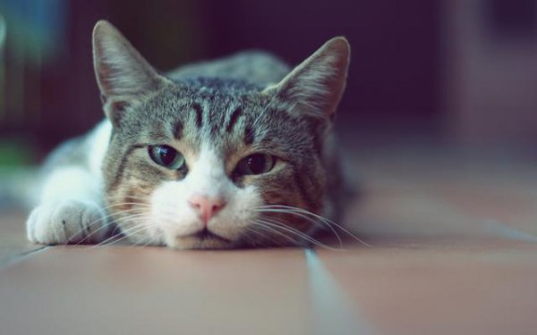 爱养猫的男人什么心理