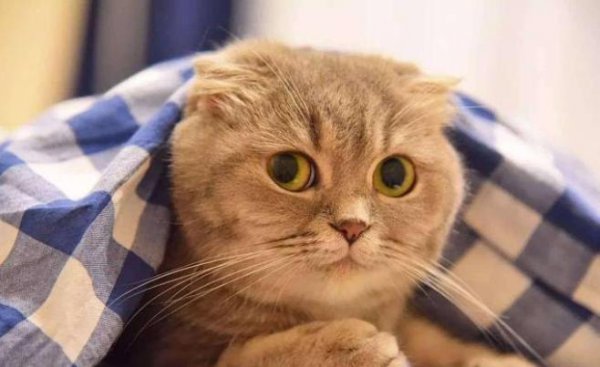 爱养猫的男人什么心理