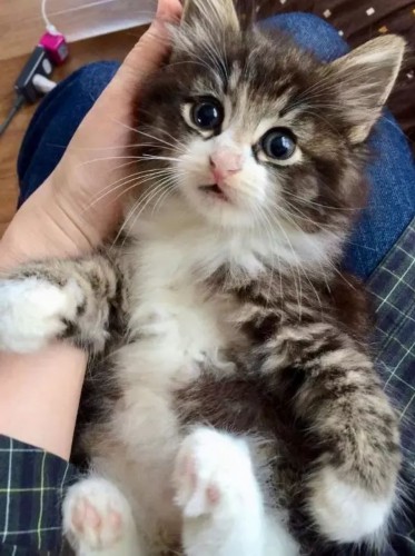 爱养猫的男人什么心理