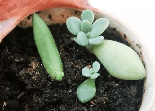 多肉扦插只长芽不长根是怎么回事