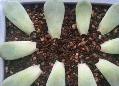 多肉扦插只长芽不长根是怎么回事