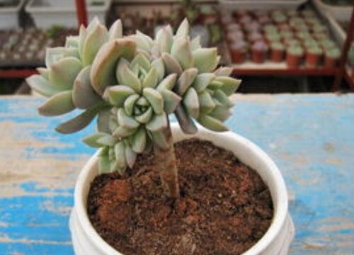 多肉扦插只长芽不长根是怎么回事