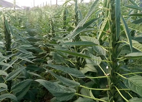 春芝麻种植时间和方法