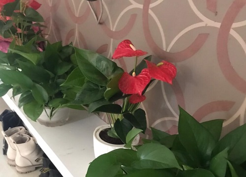 红掌只长叶子不开花是什么原因