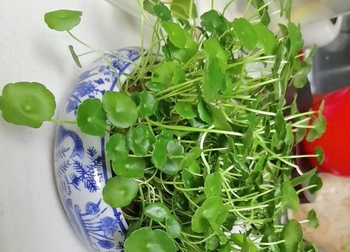 金钱草喜阴还是喜阳光的植物