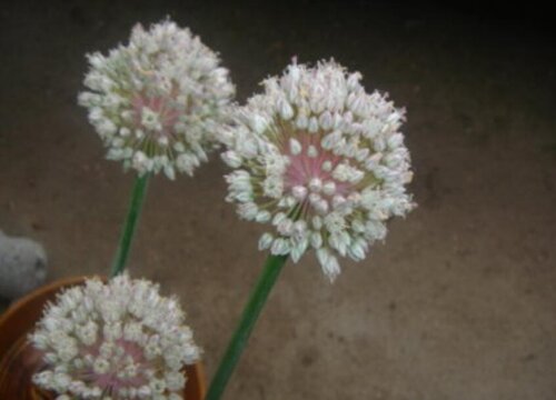 大蒜会开花吗
