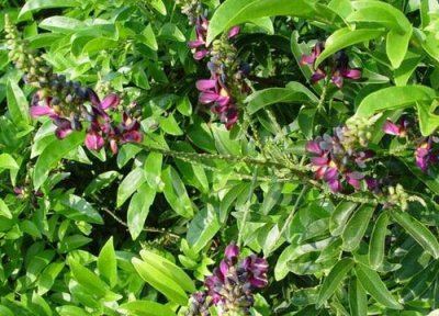 鸡血藤是国家保护植物吗 鸡血藤属于国家保护植物吗