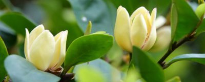 含笑花茶的禁忌 含笑和茶花的区别