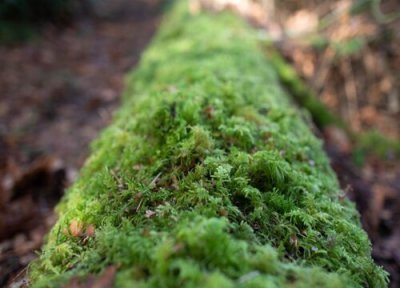 苔藓怎么越冬 苔藓冬天会冻死吗