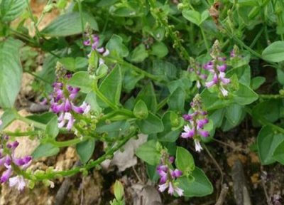 云草花语和寓意 云草的花语是什么