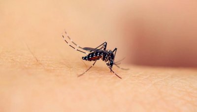 公蚊子会吸人类血吗