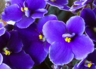 代表忠贞的花 象征坚贞的花