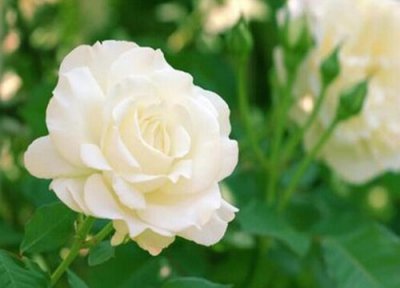 有什么花的花语是你 花语代表是你的花