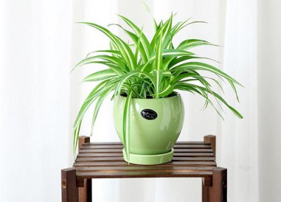 怎么繁殖吊兰 吊兰如何繁殖成活率100%