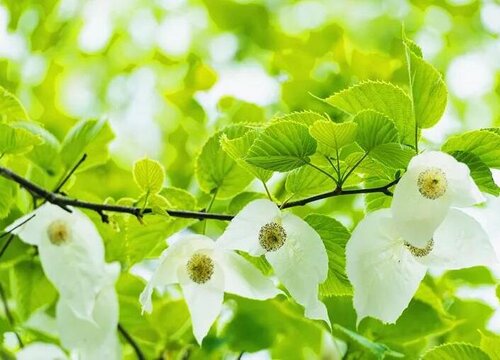 珙桐树有什么作用