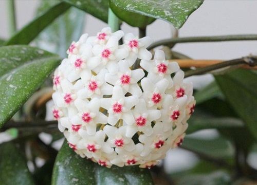 球兰养多久才能开花