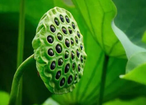 莲蓬是什么季节成熟的