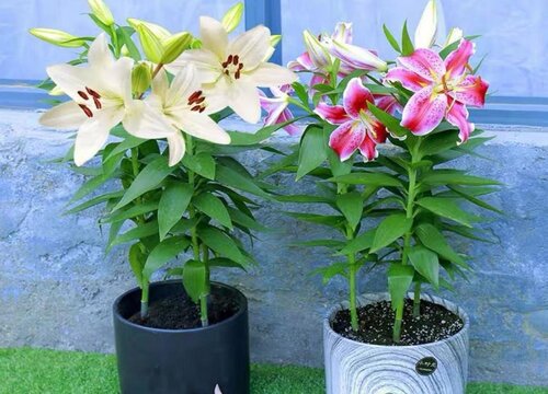 百合授粉时间与方式方法