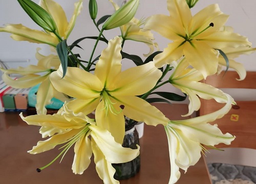 百合授粉时间与方式方法