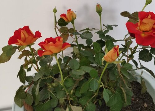 给月季花换盆必须要注意的事项