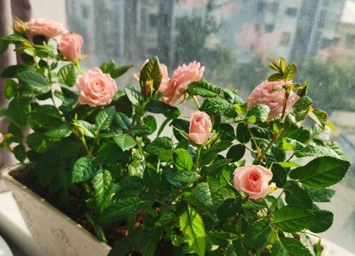 给月季花换盆必须要注意的事项