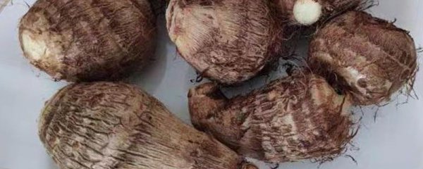 粗粮包括哪几种