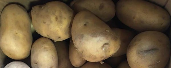 粗粮包括哪几种