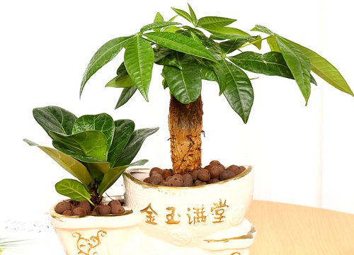 招财树喜阴还是喜阳光的植物