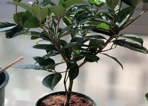 四季桂是乔木还是灌木植物