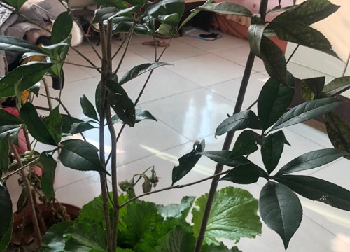 四季桂是乔木还是灌木植物